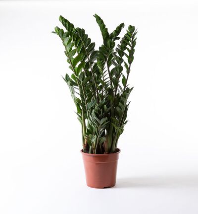 Zamioculcas 105 cm Zamioculcas 105 cm